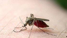 爆料大蚊子的视频大全播放,惊悚瞬间直击眼球 第1张 爆料大蚊子的视频大全播放,惊悚瞬间直击眼球 第1张